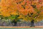 Maple tree in the fall, Oldham County, Kentucky. Art Print
